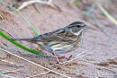 Black-faced Bunting - Tom Hines.