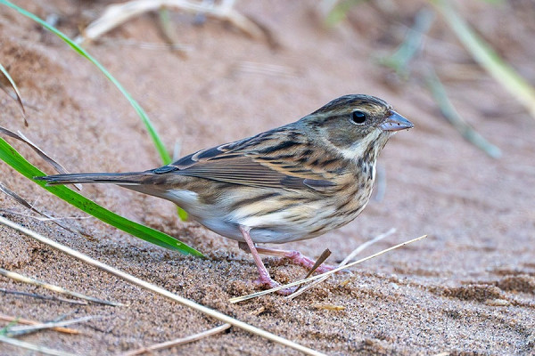 Black-faced Bunting - Tom Hines.