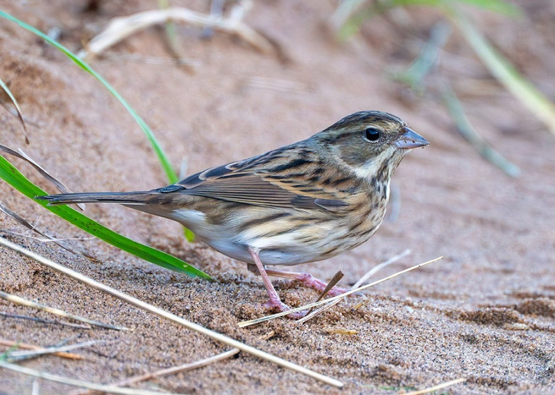 Black-faced Bunting - Tom Hines.