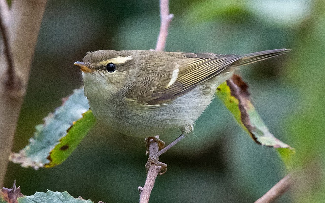 Two-Barred Greenish Warbler finders account