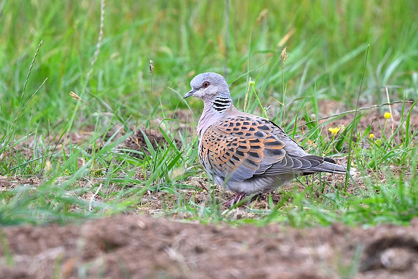 Bird sightings Tuesday, 03 June 2025