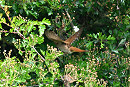 Nightingale - Thomas Willoughby.