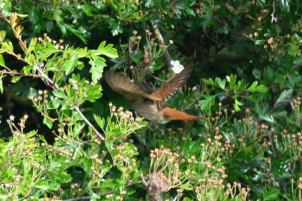 Nightingale - Thomas Willoughby.