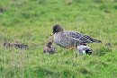 Tundra Bean Goose with Wigeon - Thomas Willoughby.