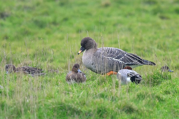 Tundra Bean Goose with Wigeon - Thomas Willoughby.