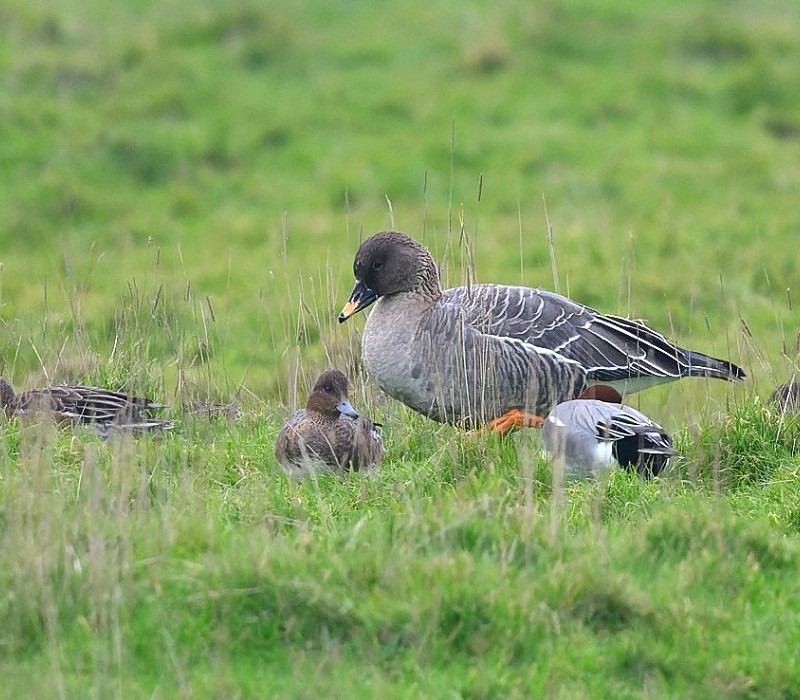 Tundra Bean Goose with Wigeon - Thomas Willoughby.