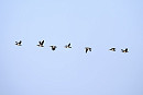 Barnacle Geese - Thomas Willoughby.