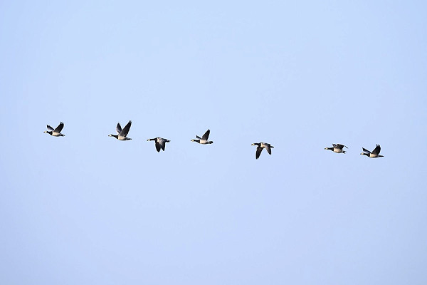 Barnacle Geese - Thomas Willoughby.