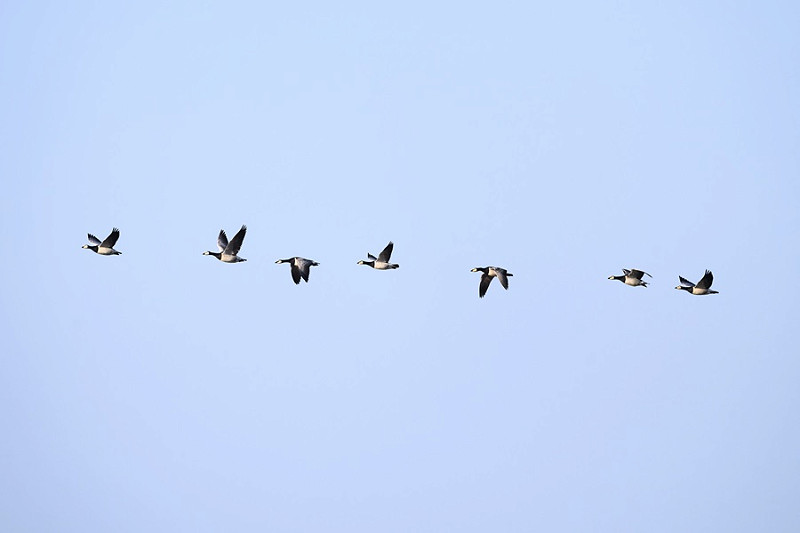 Barnacle Geese - Thomas Willoughby.