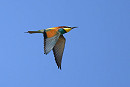Bee-eater - Thomas Willoughby.