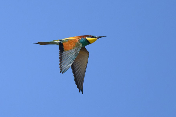 Latest sightings