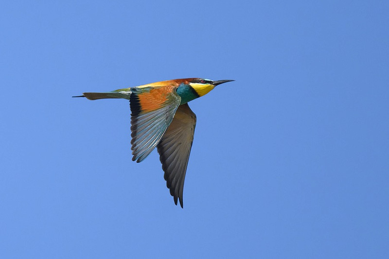 Bee-eater - Thomas Willoughby.
