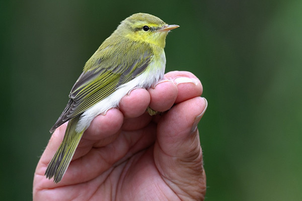 Wood Warbler - Thomas Willoughby.