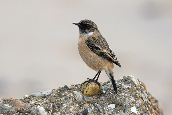 Siberian Stonechat - Thomas Willoughby.