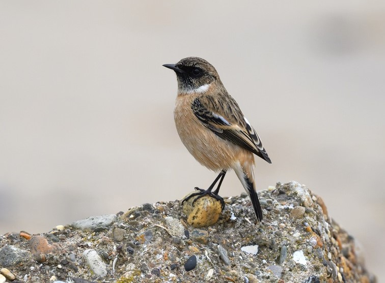 Siberian Stonechat - Thomas Willoughby.