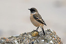 Siberian Stonechat - Thomas Willoughby. It turns out this bird was present in the same location late afternoon the previous day.