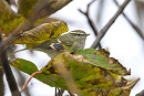 Humes Warbler - Thomas Willoughby.