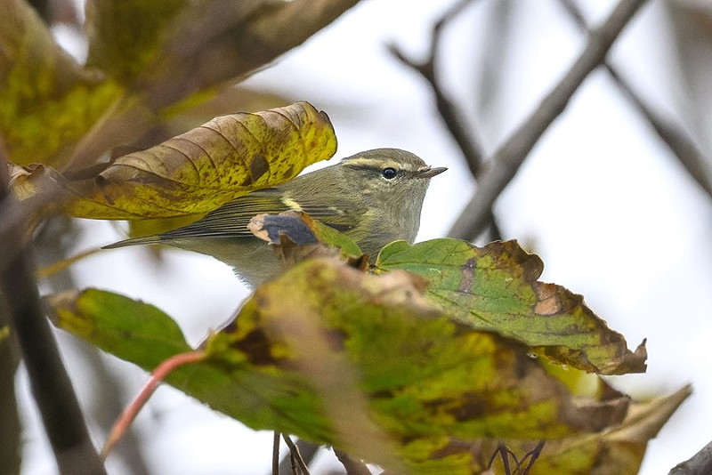 Humes Warbler - Thomas Willoughby.