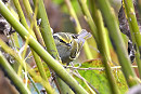 Pallas's Warbler - Thomas Willoughby.