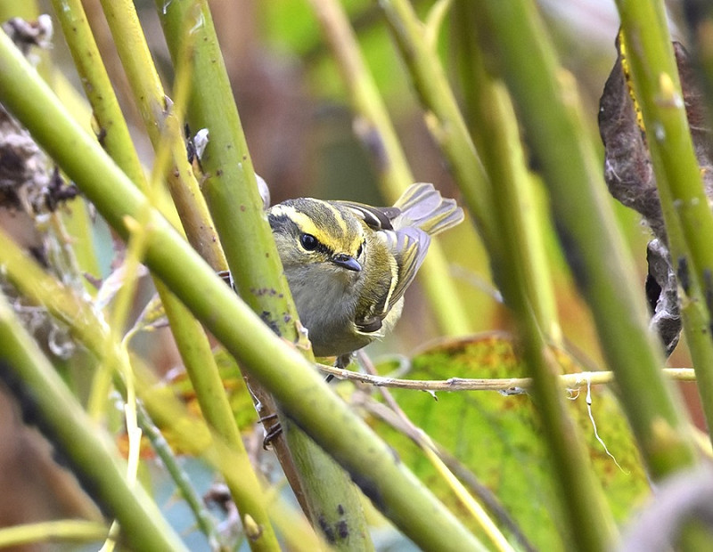 Pallas's Warbler - Thomas Willoughby.