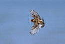Whinchat - Thomas Willoughby.