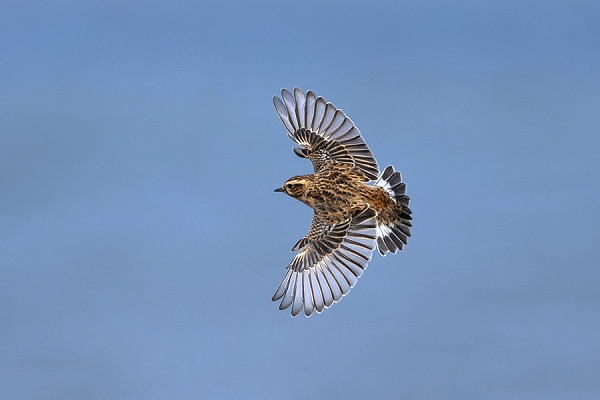 Whinchat - Thomas Willoughby.