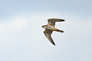 Hobby - Thomas Willoughby.