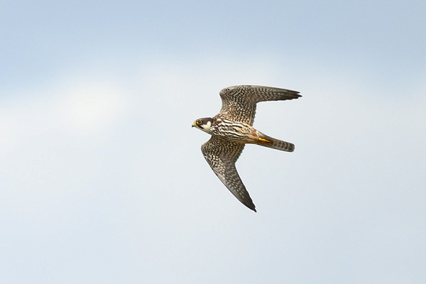 Bird sightings Saturday, 28 June 2025