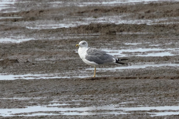 Yellow-legged Gull - Thomas Willoughby.