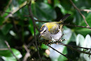 Firecrest - Thomas Willoughby.