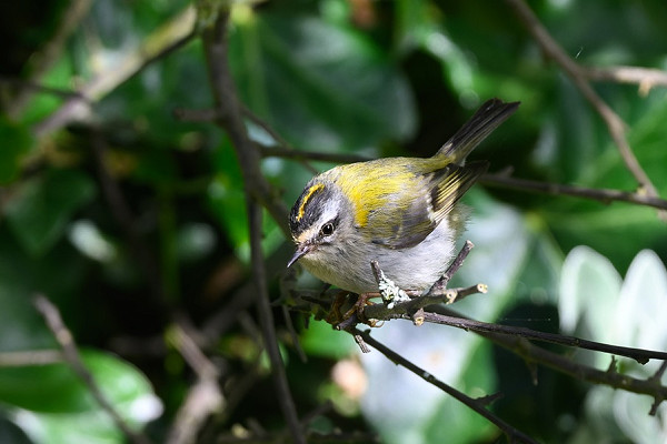 Firecrest - Thomas Willoughby.