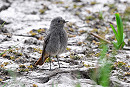 Black Redstart- Thomas |Willoughby.