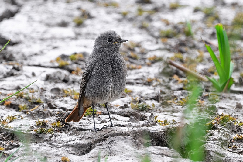 Black Redstart- Thomas |Willoughby.