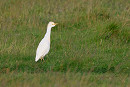 Cattle Egret - Thomas Willoughby.