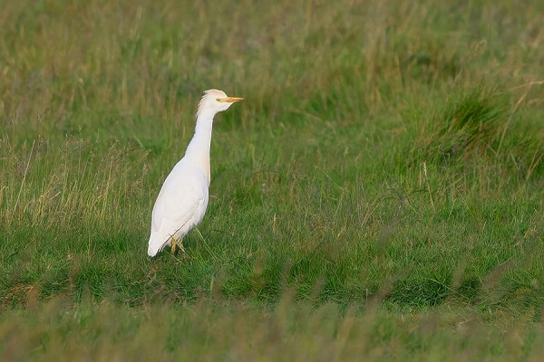 Cattle Egret - Thomas Willoughby.