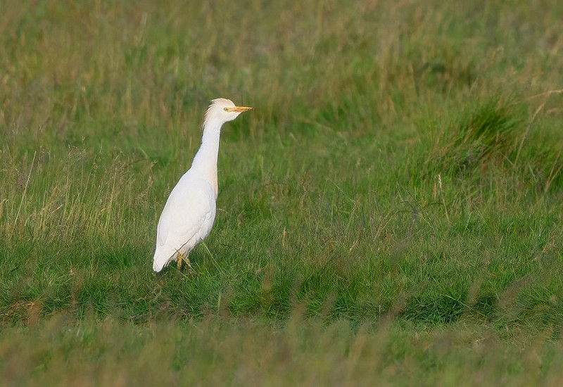 Cattle Egret - Thomas Willoughby.