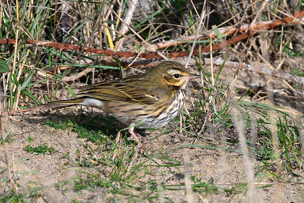 Olive-backed Pipit - Thomas Willoughby.