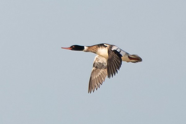 Red-breasted Merganser. Thomas Willoughby.