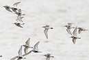 White-rumped Sandpiper - Thomas Willoughby.