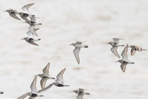 White-rumped Sandpiper - Thomas Willoughby.
