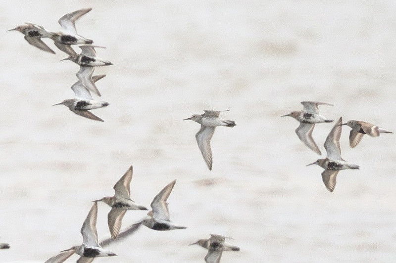 White-rumped Sandpiper - Thomas Willoughby.