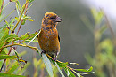 Crossbill - Thomas Willoughby.