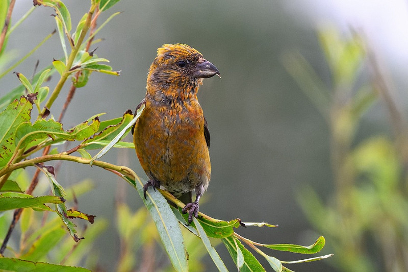 Crossbill - Thomas Willoughby.