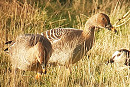 Tundra Bean Geese - Steve Exley.