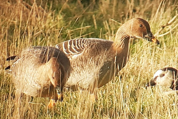 Bird sightings Monday, 16 February 2026