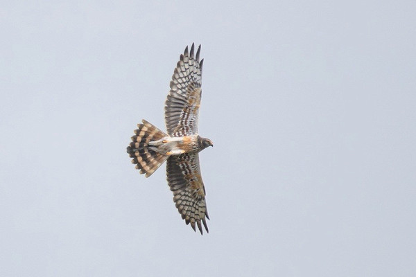 Montagu's Harrier - Thomas Willoughby.