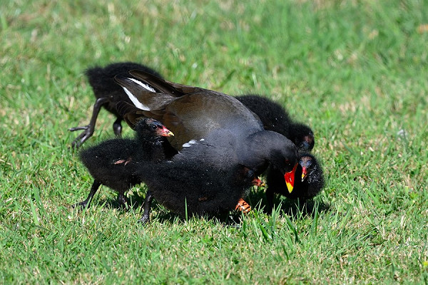 Bird sightings Wednesday, 16 July 2025