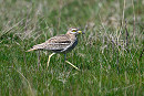 Stone Curlew - Thomas Willoughby.