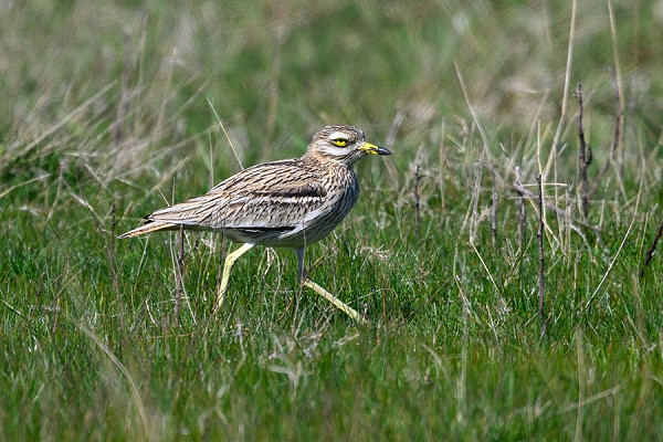 Stone Curlew - Thomas Willoughby.
