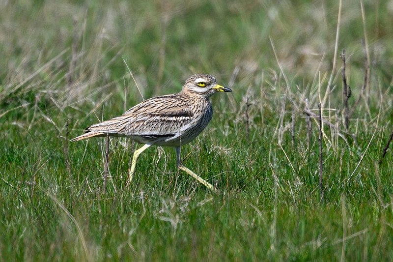 Stone Curlew - Thomas Willoughby.